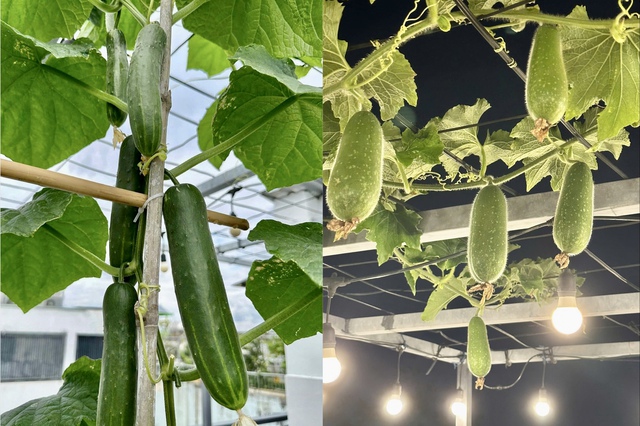 Gia đình ở TP.HCM 'tự cung tự cấp' rau sạch, trái cây nhờ vườn sân thượng - Ảnh 8.