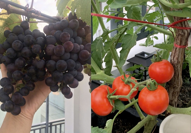 Gia đình ở TP.HCM 'tự cung tự cấp' rau sạch, trái cây nhờ vườn sân thượng - Ảnh 10.