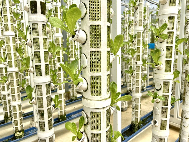 Giải ph&aacute;p n&ocirc;ng nghiệp sạch tỉ đ&ocirc; từ đ&aacute; thần kỳ Orlarock tại Việt Nam - Ảnh 3.