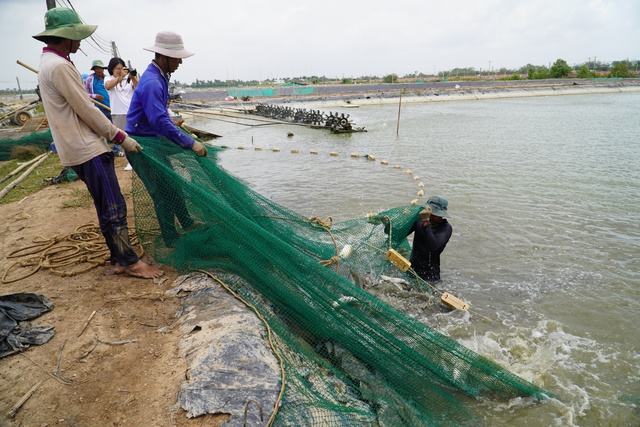 Rẽ hướng từ tôm sang cá chẽm, nông dân miền Tây thu lãi hàng trăm tỉ đồng- Ảnh 3.
