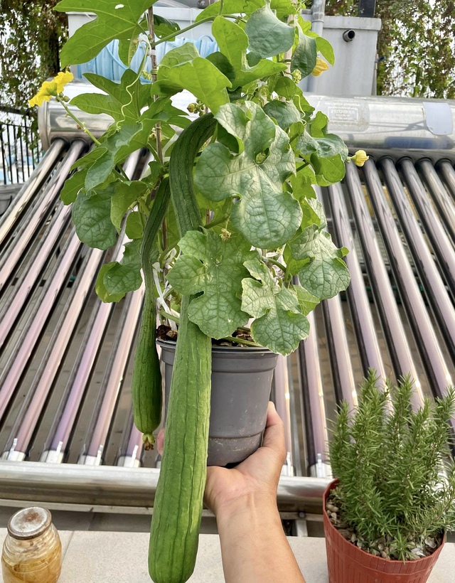 Gia đình trồng rau sạch trên sân thượng ở TP.HCM: Ăn không xuể, thích đem cho - Ảnh 8.