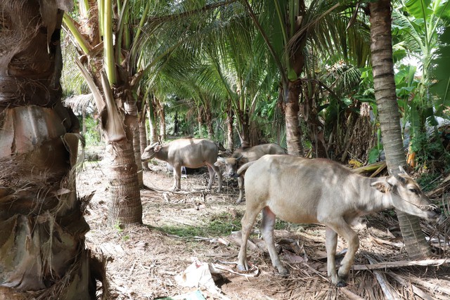 Độc nhất miền Tây: Lão nông dành tiền đi cứu mạng trâu bò tại lò mổ - Ảnh 3. Độc nhất miền Tây: Lão nông dành tiền đi cứu mạng trâu bò tại lò mổ - Ảnh 3.