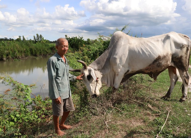 Độc nhất miền Tây: Lão nông dành tiền đi cứu mạng trâu bò tại lò mổ - Ảnh 1. Độc nhất miền Tây: Lão nông dành tiền đi cứu mạng trâu bò tại lò mổ - Ảnh 1.