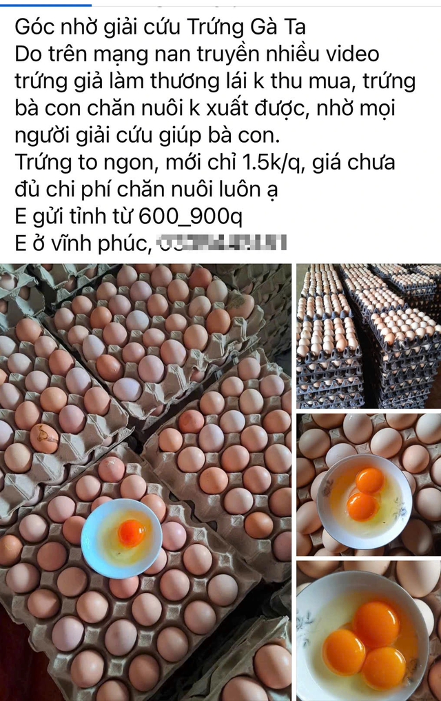 Tin đồn trứng gà giả khiến người chăn nuôi điêu đứng - Ảnh 2. Tin đồn trứng gà giả khiến người chăn nuôi điêu đứng - Ảnh 2.