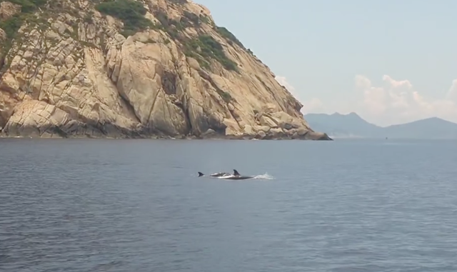 Trên 100 con cá heo bất ngờ xuất hiện tại vịnh Nha Trang- Ảnh 2. Trên 100 con cá heo bất ngờ xuất hiện tại vịnh Nha Trang- Ảnh 2.