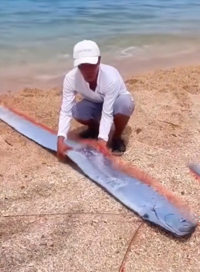 Cá mái chèo dài hơn 2 m trôi dạt vào bờ biển Vĩnh Hy Ninh Thuận- Ảnh 2.