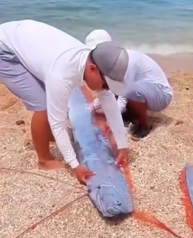 Cá mái chèo dài hơn 2 m trôi dạt vào bờ biển Vĩnh Hy Ninh Thuận- Ảnh 1.