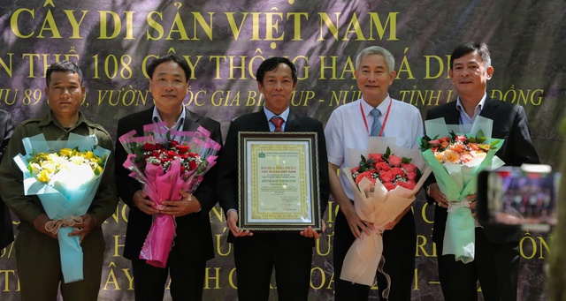 'Sứ giả' thời tiền sử - thông hai lá dẹt ở rừng Bidoup được công nhận là cây di sản Việt Nam - Ảnh 3. 'Sứ giả' thời tiền sử - thông hai lá dẹt ở rừng Bidoup được công nhận là cây di sản Việt Nam - Ảnh 3.