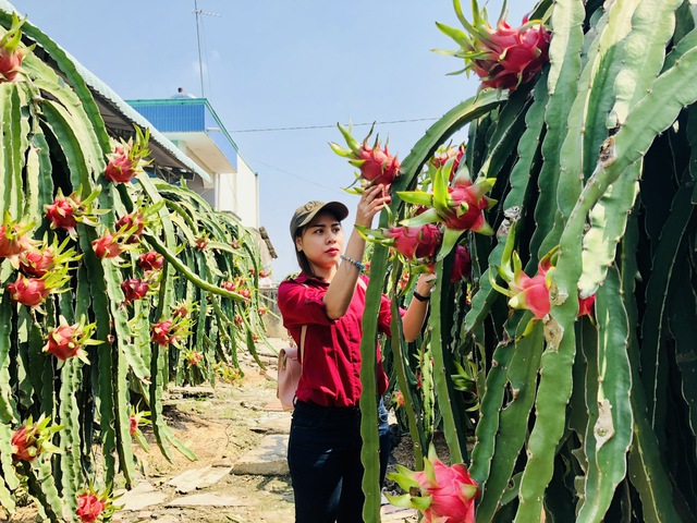 Vượt mặt sầu riêng, thanh long liệu có trở lại ‘câu lạc bộ tỉ USD’? Vượt mặt sầu riêng, thanh long liệu có trở lại ‘câu lạc bộ tỉ USD’?