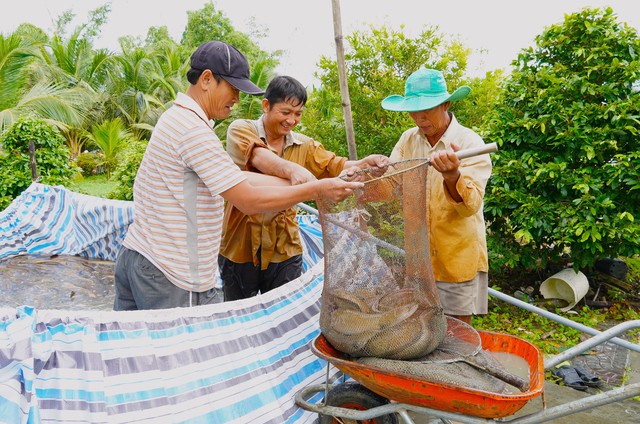 “Vua” cá chình miền Tây - Ảnh 3.