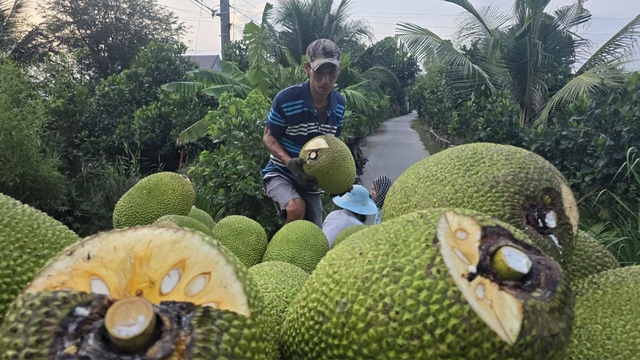 Gi&aacute; m&iacute;t tại vườn chỉ c&ograve;n 2.000 - 3.000 đồng/kg- Ảnh 1.
