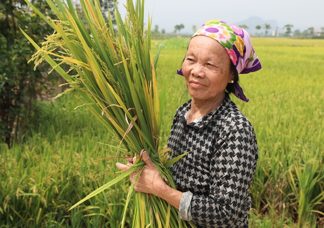 Lúa không kết hạt, nhiều hộ nông dân tay trắng vụ xuân - Ảnh 2.