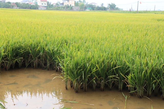 Lúa không kết hạt, nhiều hộ nông dân trắng tay vụ xuân Lúa không kết hạt, nhiều hộ nông dân trắng tay vụ xuân