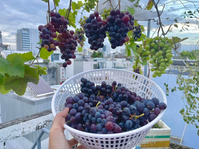 Trồng rau sạch trên sân thượng: Bán bớt 12 trái bí đỏ vì nhà ăn không hết - Ảnh 8.