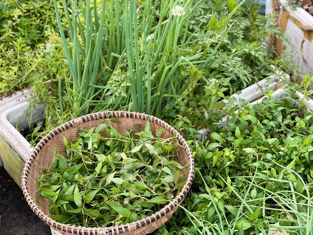 Trồng rau sạch trên sân thượng: Bán bớt 12 trái bí đỏ vì nhà ăn không hết - Ảnh 3.
