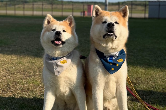 Ngộ nghĩnh chó Akita trở thành …giám đốc sân bay ở Nhật Bản Ngộ nghĩnh chó Akita trở thành …giám đốc sân bay ở Nhật Bản