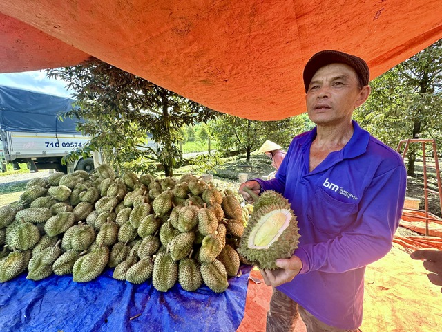 Thủ tướng: Ưu tiên làm thủ tục thông quan sầu riêng Thủ tướng: Ưu tiên làm thủ tục thông quan sầu riêng