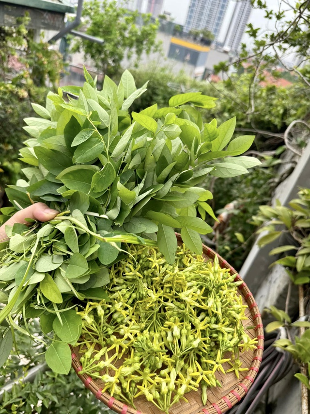 Vườn rau sạch 'mùa nào thức nấy' trên tầng 7 của gia đình Hà Nội - Ảnh 9.