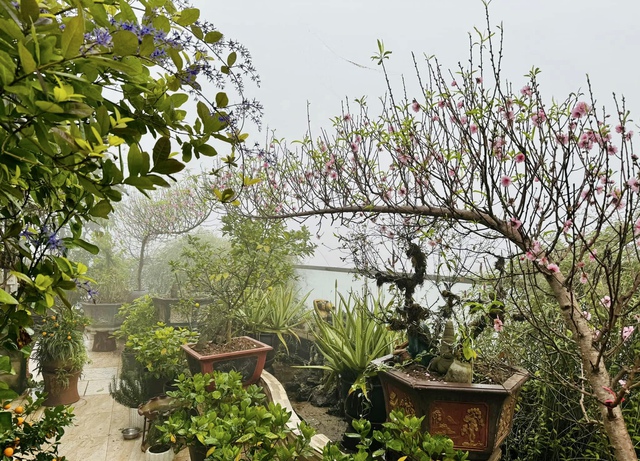 Vườn rau sạch 'mùa nào thức nấy' trên tầng 7 của gia đình Hà Nội - Ảnh 17.