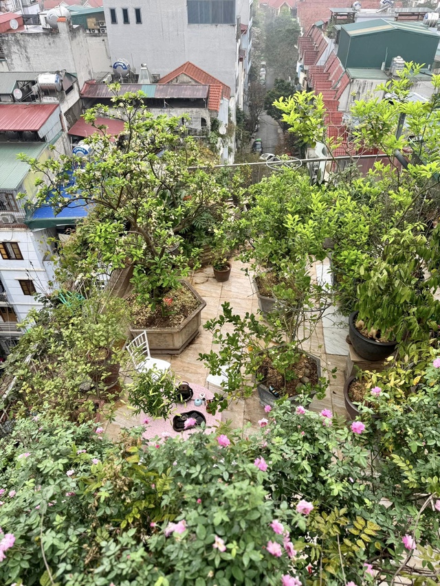 Vườn rau sạch 'mùa nào thức nấy' trên tầng 7 của gia đình Hà Nội - Ảnh 3.