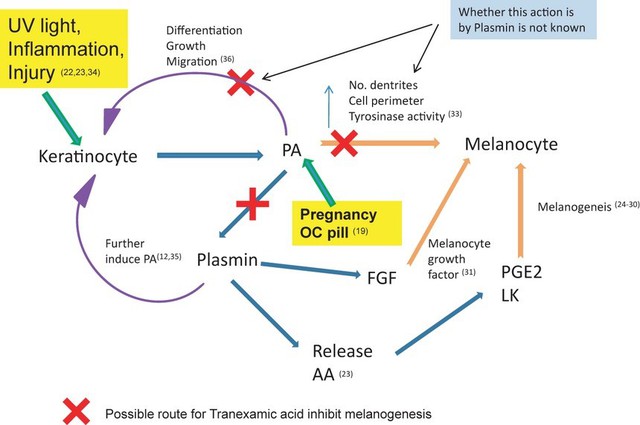 Tranexamic Acid là gì? Có thật sự làm mờ thâm nám da trắng sáng rạng rỡ? - Ảnh 4.
