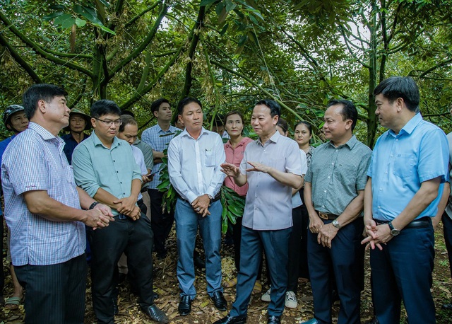 Nhiều rủi ro khi sầu riêng tăng trưởng nóng Nhiều rủi ro khi sầu riêng tăng trưởng nóng