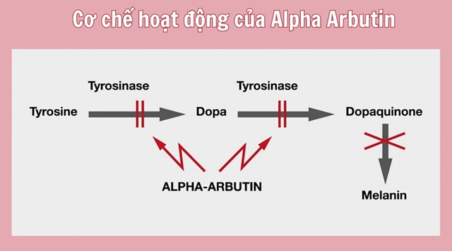 Arbutin là gì? Tác dụng đối với làn da và top 3 được tìm mua nhiều - Ảnh 3.