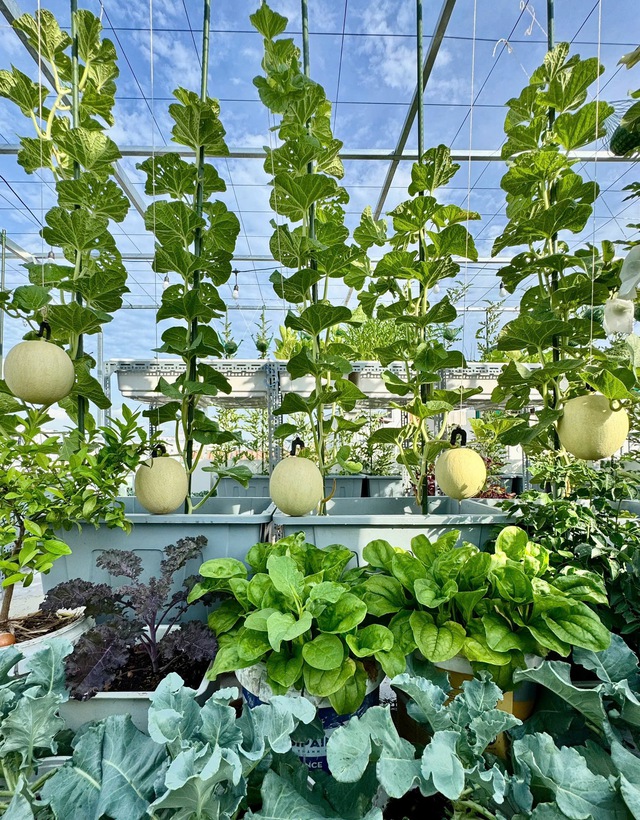 Mua nhà có sân thượng, gia đình trẻ ở TP.HCM 'nhập môn' trồng rau sạch- Ảnh 4. Mua nhà có sân thượng, gia đình trẻ ở TP.HCM 'nhập môn' trồng rau sạch- Ảnh 4.