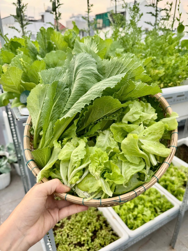 Mua nhà có sân thượng, gia đình trẻ ở TP.HCM 'nhập môn' trồng rau sạch- Ảnh 7. Mua nhà có sân thượng, gia đình trẻ ở TP.HCM 'nhập môn' trồng rau sạch- Ảnh 7.