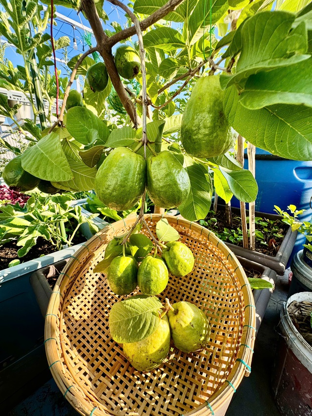 Mua nhà có sân thượng, gia đình trẻ ở TP.HCM 'nhập môn' trồng rau sạch- Ảnh 9. Mua nhà có sân thượng, gia đình trẻ ở TP.HCM 'nhập môn' trồng rau sạch- Ảnh 9.