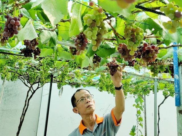 Vườn trái cây trên sân thượng giúp ‘chữa lành’ sau biến cố nghề tài xế Vườn trái cây trên sân thượng giúp ‘chữa lành’ sau biến cố nghề tài xế