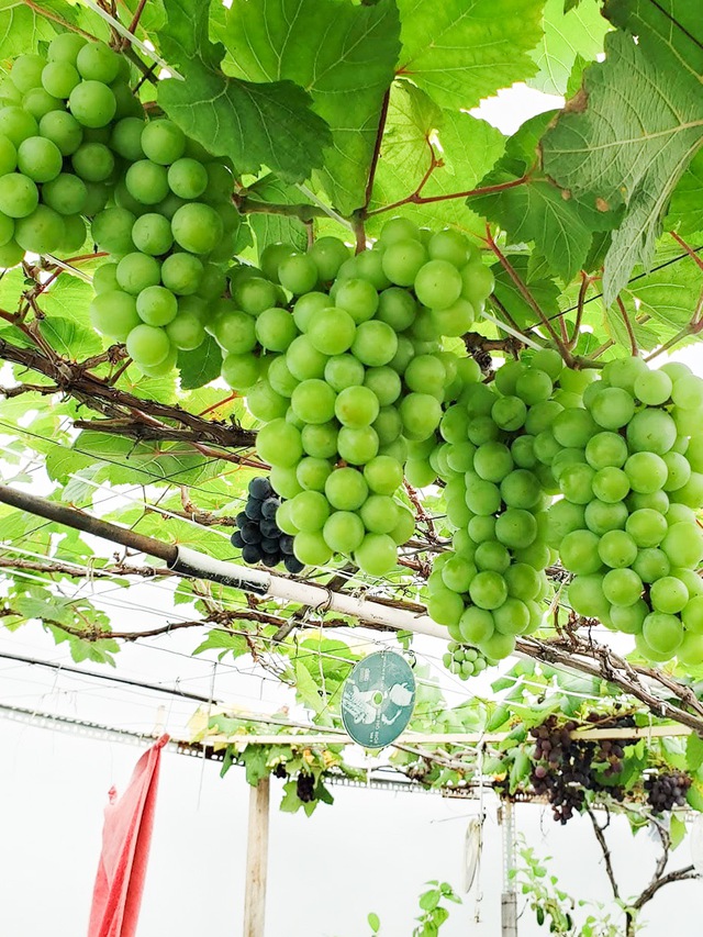Vườn trái cây trên sân thượng giúp anh tài xế 'chữa lành' sau biến cố - Ảnh 3. Vườn trái cây trên sân thượng giúp anh tài xế 'chữa lành' sau biến cố - Ảnh 3.