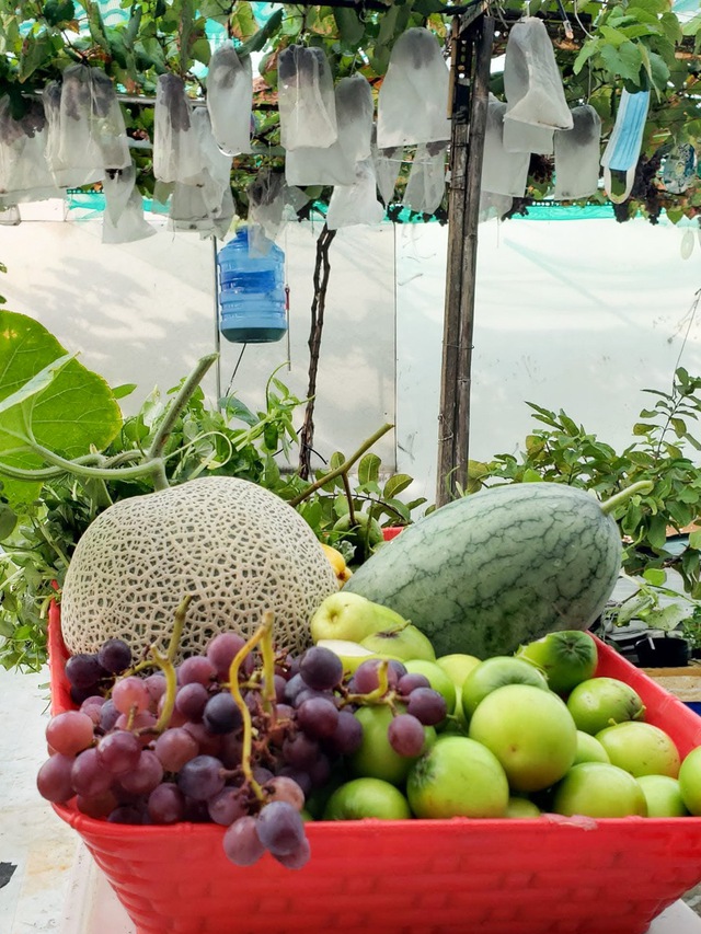 Vườn trái cây trên sân thượng giúp anh tài xế 'chữa lành' sau biến cố - Ảnh 8. Vườn trái cây trên sân thượng giúp anh tài xế 'chữa lành' sau biến cố - Ảnh 8.