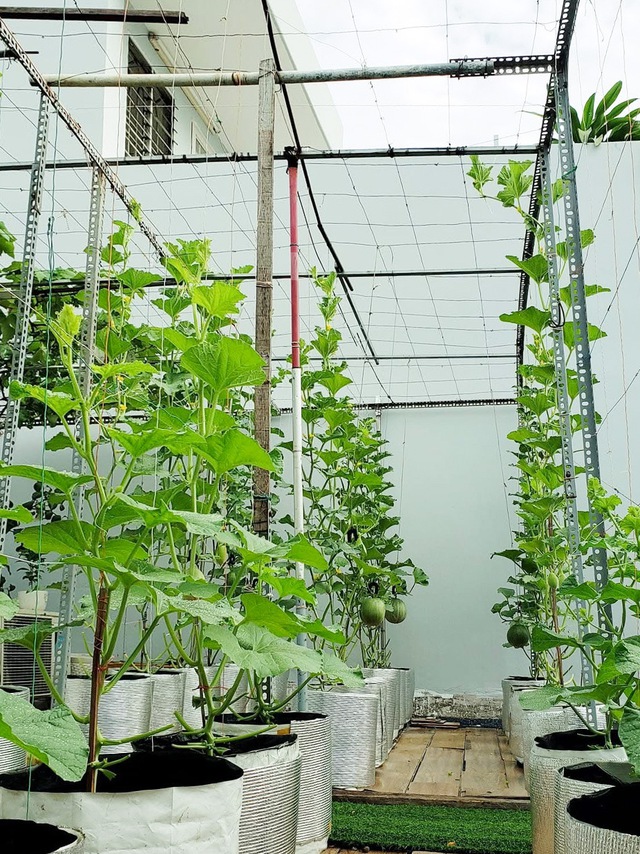 Vườn trái cây trên sân thượng giúp anh tài xế 'chữa lành' sau biến cố - Ảnh 5. Vườn trái cây trên sân thượng giúp anh tài xế 'chữa lành' sau biến cố - Ảnh 5.