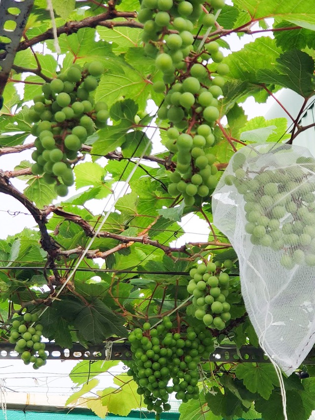 Vườn trái cây trên sân thượng giúp anh tài xế 'chữa lành' sau biến cố - Ảnh 2. Vườn trái cây trên sân thượng giúp anh tài xế 'chữa lành' sau biến cố - Ảnh 2.