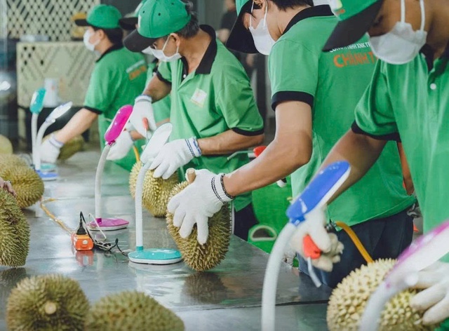 Ưu tiên thông quan ngay cho sầu riêng xuất khẩu Ưu tiên thông quan ngay cho sầu riêng xuất khẩu