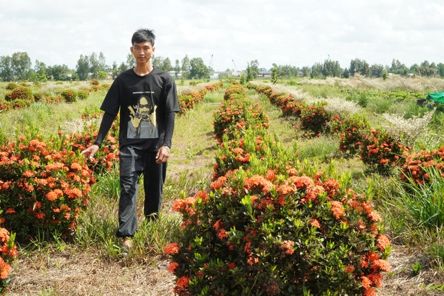 Bỏ túi trăm triệu nhờ trồng bông ‘quốc dân’ trên đất phèn mặn - Ảnh 3.