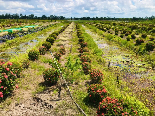 Bỏ túi trăm triệu nhờ trồng bông ‘quốc dân’ trên đất phèn mặn - Ảnh 2.