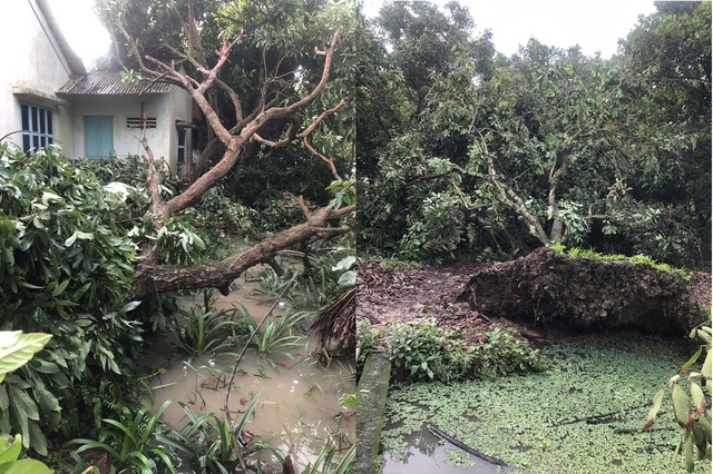 Giông lốc làm tốc mái nhà và gãy đổ gần 100 cây ăn trái chục năm tuổi - Ảnh 1.