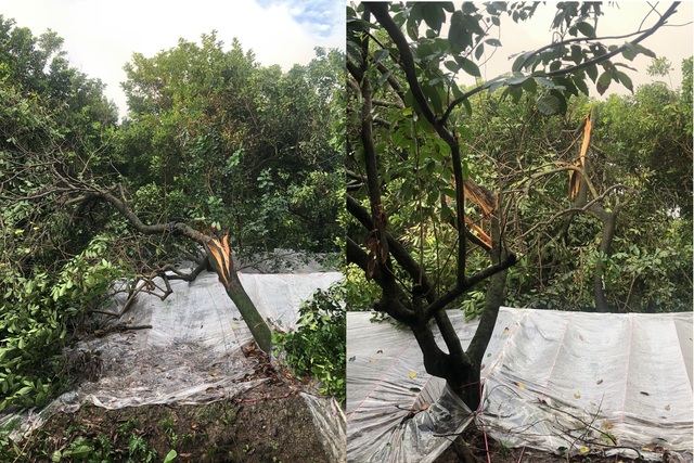 Giông lốc làm tốc mái nhà và gãy đổ gần 100 cây ăn trái chục năm tuổi - Ảnh 3.