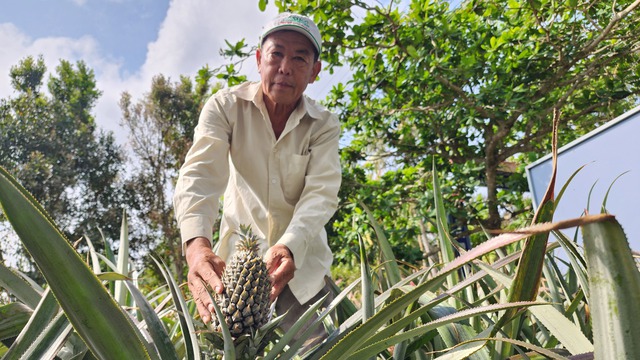 Trồng khóm hữu cơ kết hợp nuôi ốc lác, nông dân miền Tây kiếm bộn tiền