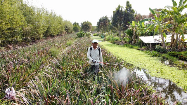 Trồng khóm hữu cơ kết hợp nuôi ốc lác, nông dân miền Tây kiếm bộn tiền- Ảnh 2.