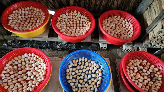 Trồng khóm hữu cơ kết hợp nuôi ốc lác, nông dân miền Tây kiếm bộn tiền- Ảnh 4.