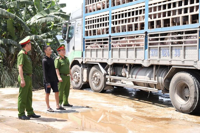 Tiêu hủy 18 tấn lợn nhiễm dịch tả châu Phi - Ảnh 3.