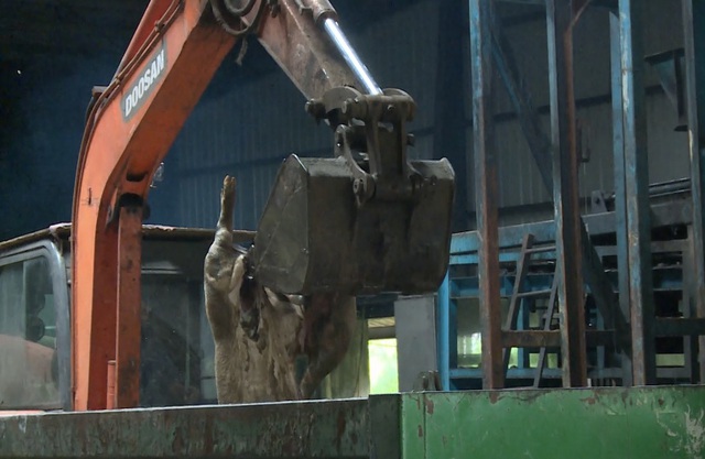 Tiêu hủy 18 tấn lợn nhiễm dịch tả châu Phi - Ảnh 1.