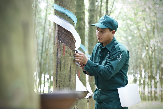DONARUCO: Hành trình 50 năm kiến tạo tương lai bền vững- Ảnh 1.