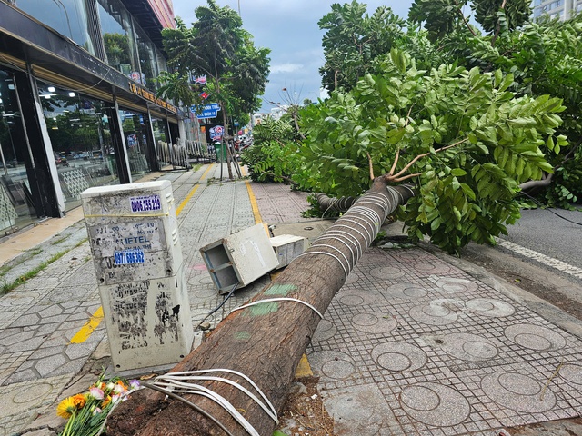 TP.HCM: Nhiều cây xanh ngã, có người bị thương - Ảnh 1.