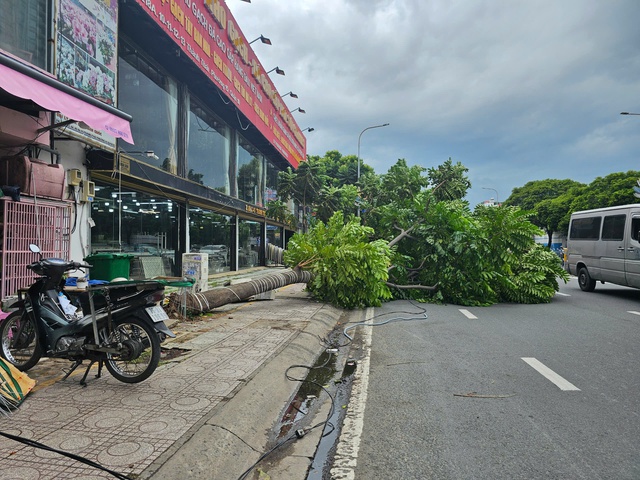 TP.HCM: Nhiều cây xanh ngã, có người bị thương - Ảnh 2.