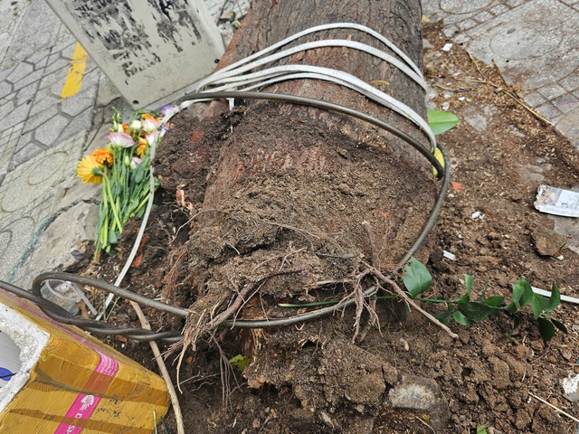 TP.HCM: Nhiều cây xanh ngã, có người bị thương - Ảnh 3.