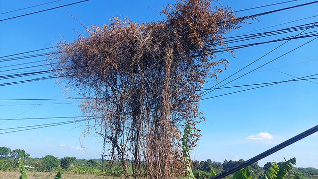 Nguy cơ ch&aacute;y - Ảnh 1.